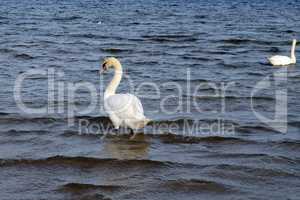 Swans on the Baltic sea