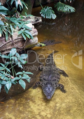 Crocodile on the shore