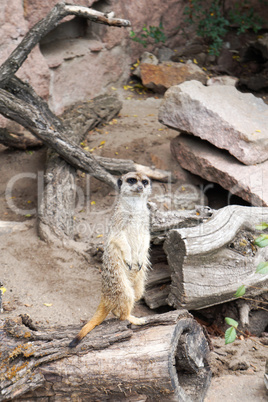 Meerkats