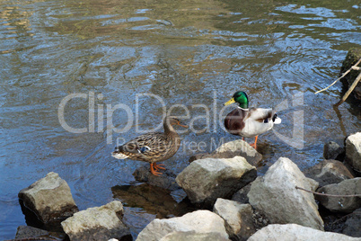 ducks on the river bank