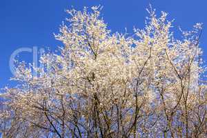 Wild cherry blossom in Germany in spring