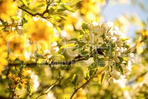 cherry blossom within forsythia blossoms in Germany in spring