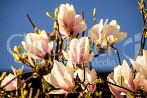 Magnolia blossom with blue sky