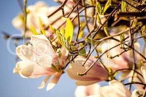 Magnolia blossom with blue sky