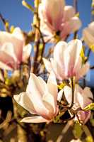 Magnolia blossom with blue sky