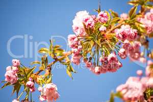 cherry blossom on a blue sky