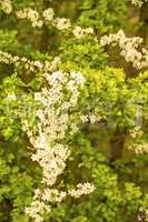 hawthorn blossom in spring in Germany