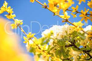 cherry blossom within forsythia blossoms in Germany in spring