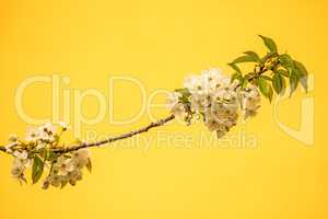 cherry blossom, branch with flowers