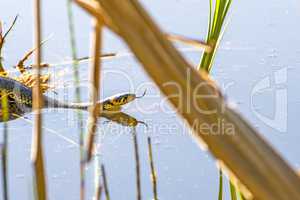 European grass snake in a moor lake in Poland