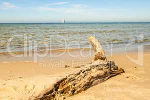 Driftwood at a beach of the Baltic Sea with sailing boat