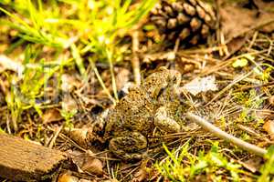 Common toad in Poland