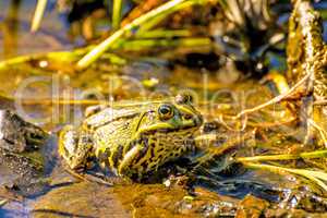 water frog in a moor reserve in Poland