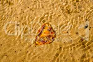 Amber on a beach of the Baltic Sea