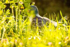 dove hidden behind grass