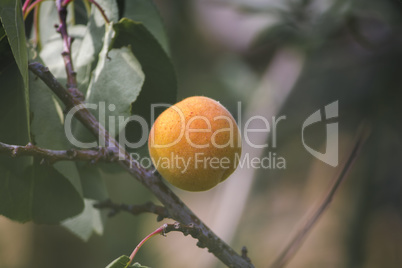 Apricot fruit on the tree