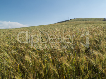 Wheat field