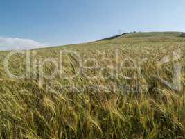 Wheat field