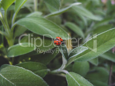 Ladybug on the sage