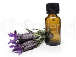 wild lavender essential oil