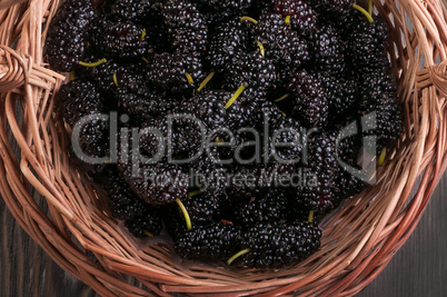 Still Life with Mulberry.