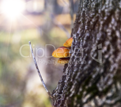 poplar mushroom growing on the trunk
