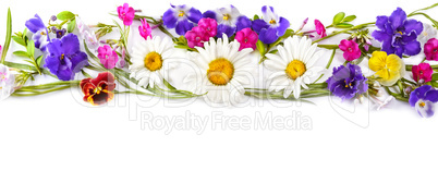 Chamomile and Violet isolated on white background. Flat lay, top