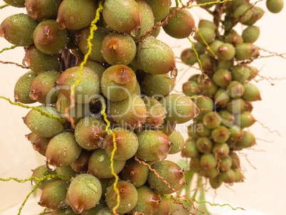 Bunch of green palm fruit seen from close up.