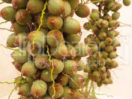 Bunch of green palm fruit seen from close up.