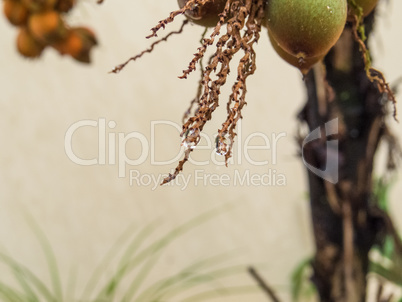Wet palm stem with drop of water hanging.