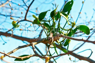 Bush is mistletoe, a plant parasite mistletoe on a tree, the parasitic plant on a tree branch