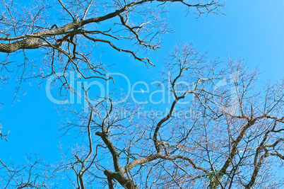 tree branches without leaves, branches against the blue sky, tree branches and the moon in the afternoon