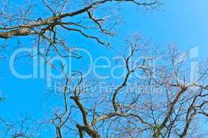 tree branches without leaves, branches against the blue sky, tree branches and the moon in the afternoon