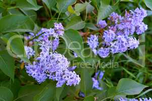 lilac flowers, flowering in spring tree, the lilacs bloomed