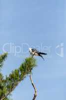 White and grey male swallow-tailed kite Elanoides forficatus