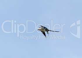 Flying swallow-tailed kite Elanoides forficatus with a Cuban kni