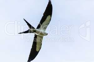 Flying swallow-tailed kite Elanoides forficatus with a Cuban kni