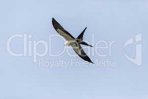 Flying swallow-tailed kite Elanoides forficatus with a Cuban kni