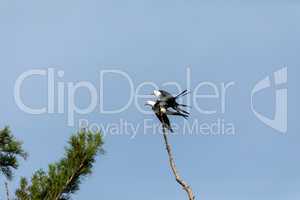 Mating Pair of swallow-tailed kite Elanoides forficatus