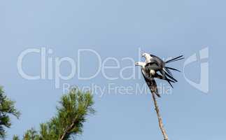 Mating Pair of swallow-tailed kite Elanoides forficatus