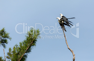 Mating Pair of swallow-tailed kite Elanoides forficatus