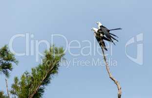 Mating Pair of swallow-tailed kite Elanoides forficatus