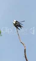 Mating Pair of swallow-tailed kite Elanoides forficatus