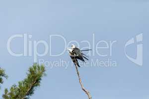 Mating Pair of swallow-tailed kite Elanoides forficatus