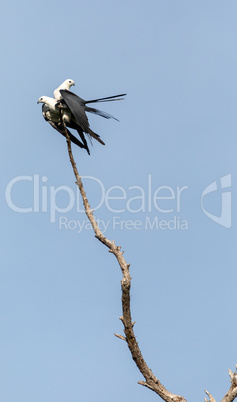 Mating Pair of swallow-tailed kite Elanoides forficatus