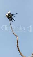 Mating Pair of swallow-tailed kite Elanoides forficatus