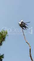 Mating Pair of swallow-tailed kite Elanoides forficatus