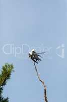 Mating Pair of swallow-tailed kite Elanoides forficatus