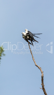 Mating Pair of swallow-tailed kite Elanoides forficatus
