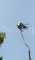 Mating Pair of swallow-tailed kite Elanoides forficatus